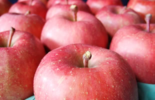 青森を代表するりんご、ふじです。一番人気のあるりんごでもあります。